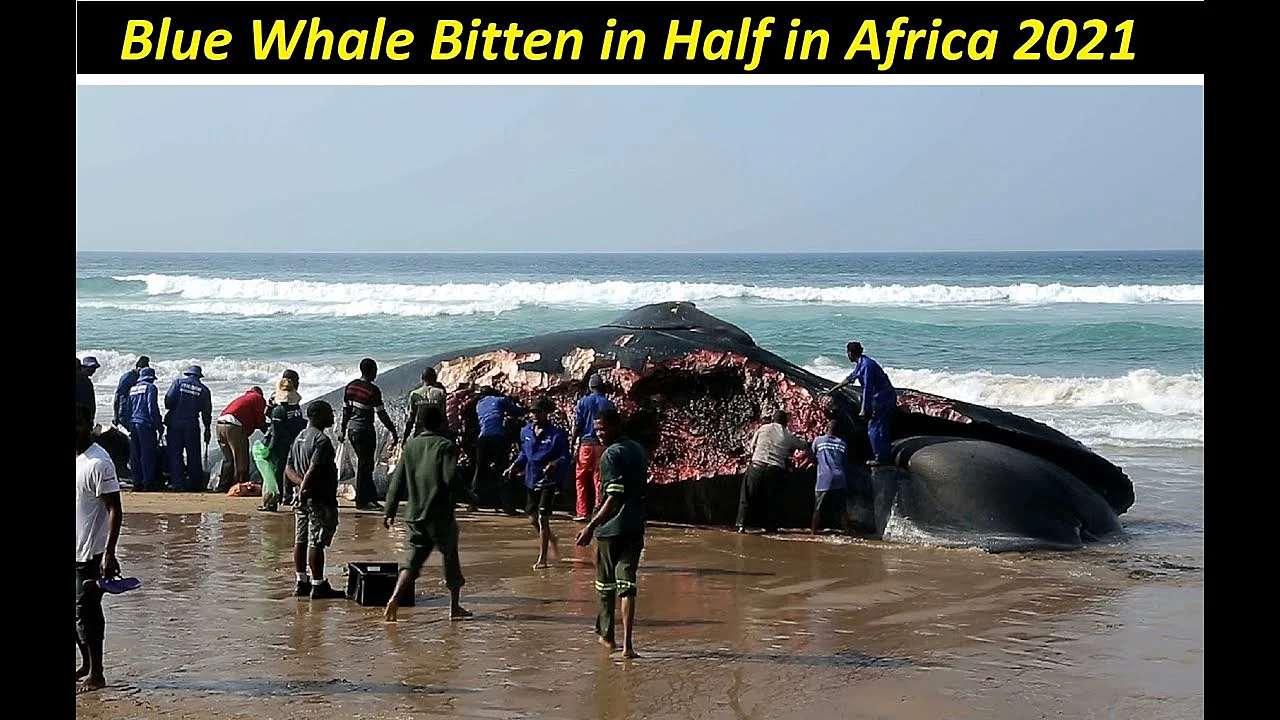 Shockingly, This Blue Whale Was Bitten In Half